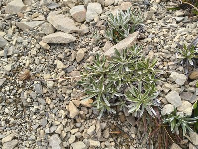 Celmisia angustifolia, photographed by Leon Perrie