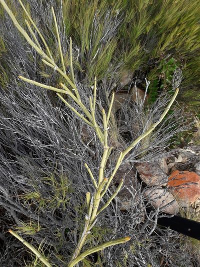 Carmichaelia crassicaulis, photographed by naturewatchwidow