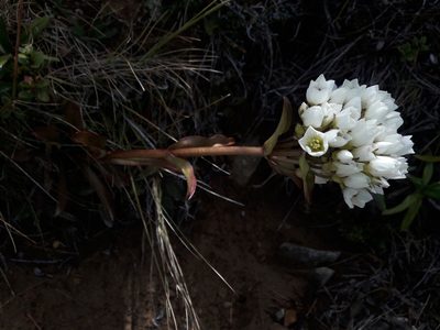 Gentianella corymbifera, photographed by naturewatchwidow