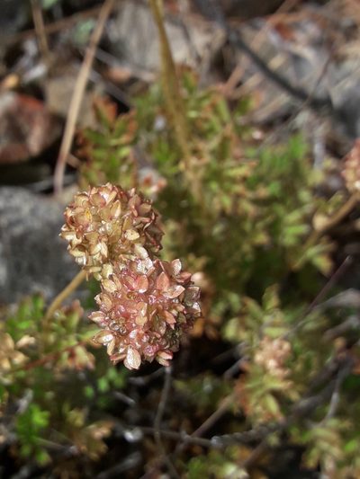 Acaena glabra, photographed by naturewatchwidow