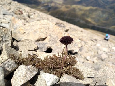 Leptinella atrata, photographed by Leon Perrie