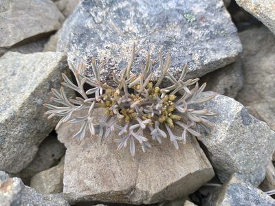 Lignocarpa carnosula, photographed by Leon Perrie