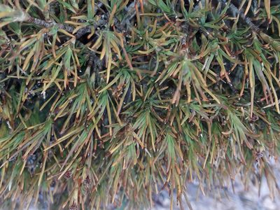 Dracophyllum pronum, photographed by naturewatchwidow