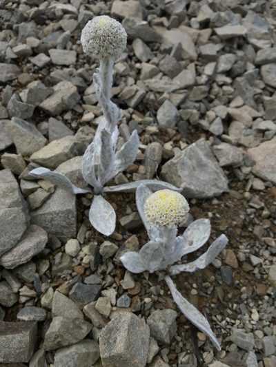 Craspedia incana, photographed by naturewatchwidow