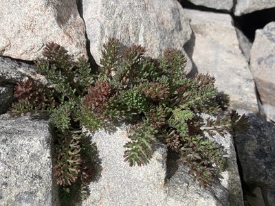 Leptinella atrata, photographed by naturewatchwidow