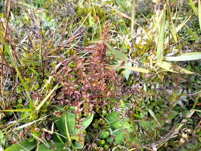 Coriaria plumosa, photographed by Leon Perrie
