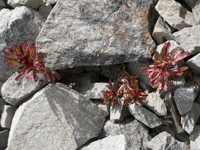 Epilobium pycnostachyum, photographed by naturewatchwidow