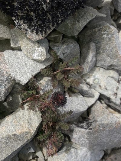 Leptinella atrata, photographed by naturewatchwidow
