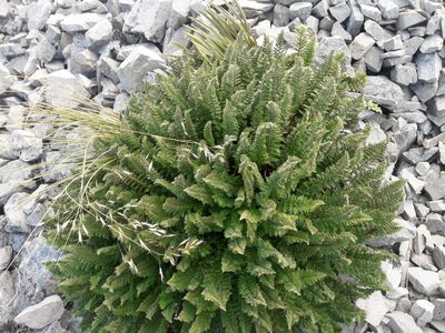 Polystichum cystostegia, photographed by naturewatchwidow