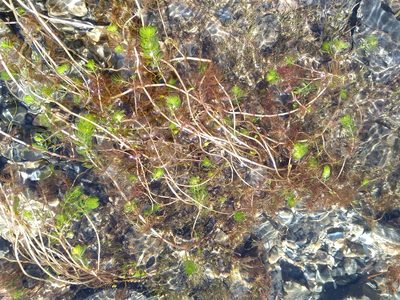 Myriophyllum triphyllum, photographed by Leon Perrie