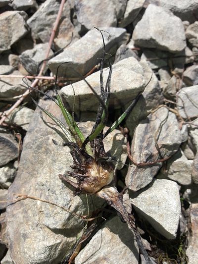 Isoetes alpina, photographed by naturewatchwidow