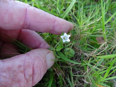 Wahlenbergia procumbens, photographed by Shaun Swanepoel