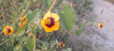 Abutilon hirtum, photographed by P Jeganathan