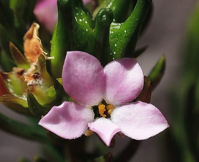 Acmadenia alternifolia, photographed by Di Turner