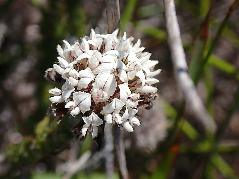 Aspalathus cerrhantha, photographed by Di Turner