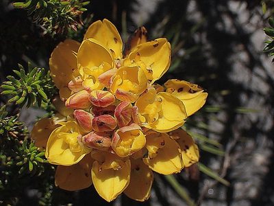 Ceratandra grandiflora, photographed by Di Turner