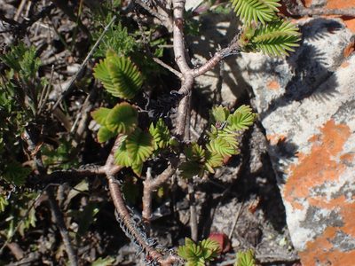 Crassula ericoides, photographed by Di Turner