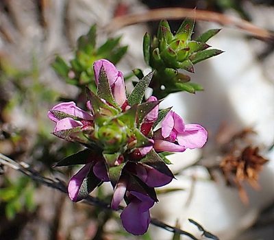 Muraltia knysnaensis, photographed by Di Turner