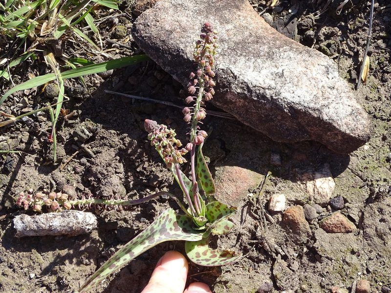 Ledebouria ensifolia, photographed by Shaun Swanepoel