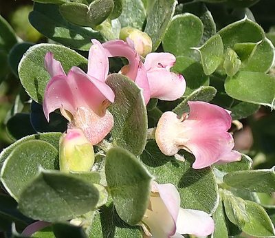Podalyria myrtillifolia, photographed by Di Turner