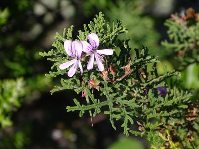 Pelargonium radens, photographed by Shaun Swanepoel