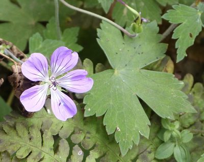 Geranium nepalense, photographed by Jean-Paul Boerekamps