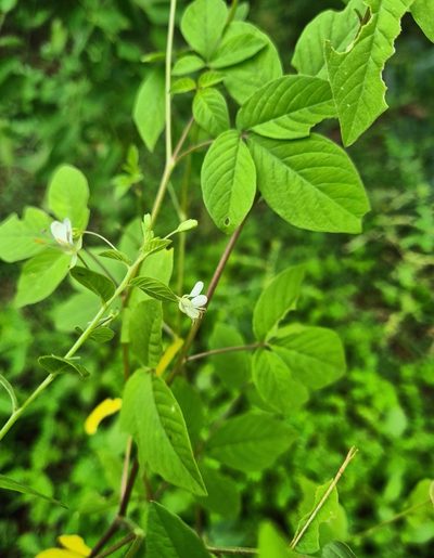 Tarenaya aculeata, photographed by Ben Lewis