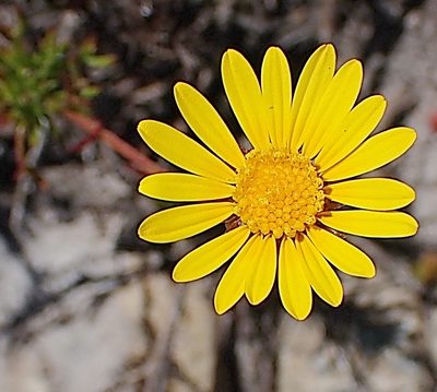 Ursinia anethoides, photographed by Di Turner