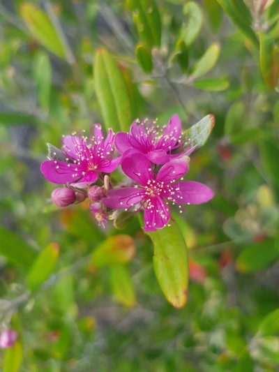 Lithomyrtus obtusa, photographed by Peggy Newman