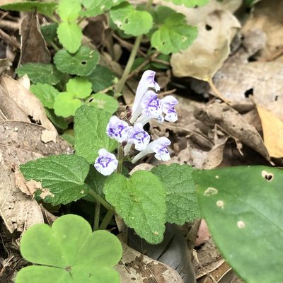 Scutellaria rubropunctata, photographed by Takaaki Hattori