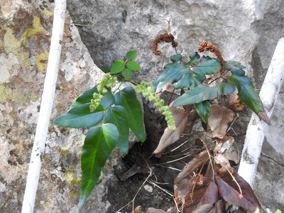 Anemia speciosa, photographed by Neptalí Ramírez Marcial