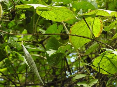 Tutunakanthus velutinoides, photographed by Neptalí Ramírez Marcial