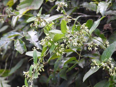 Metastelma lanceolatum, photographed by Neptalí Ramírez Marcial