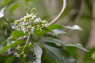 Critonia hospitalis, photographed by Neptalí Ramírez Marcial
