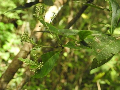 Chromolaena quercetorum, photographed by Neptalí Ramírez Marcial
