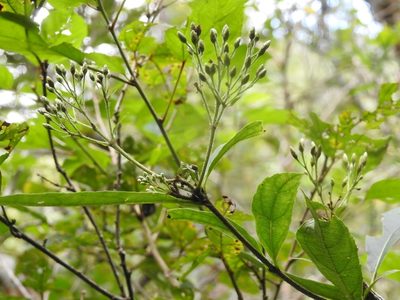 Chromolaena quercetorum, photographed by Neptalí Ramírez Marcial