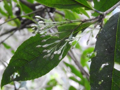 Chromolaena quercetorum, photographed by Neptalí Ramírez Marcial