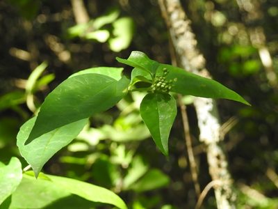 Salmea scandens, photographed by Neptalí Ramírez Marcial