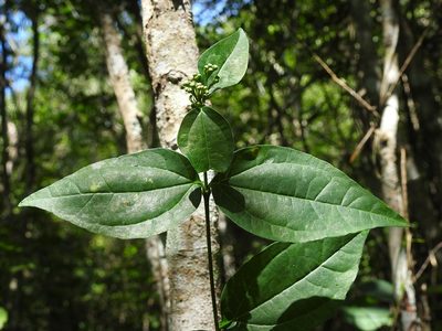 Salmea scandens, photographed by Neptalí Ramírez Marcial