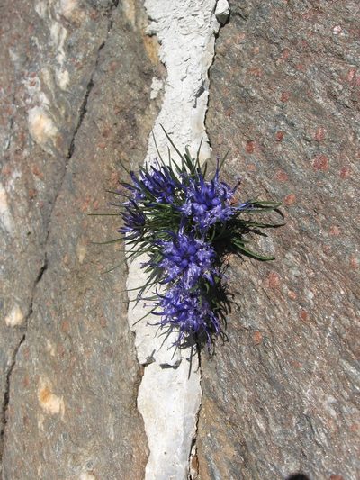 Phyteuma hedraianthifolium, photographed by Luca Fornasari