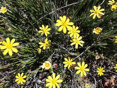 Osteospermum asperulum, photographed by Di Turner