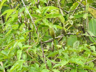 Distimake platyphyllus, photographed by Neptalí Ramírez Marcial