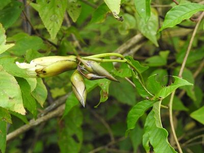 Distimake platyphyllus, photographed by Neptalí Ramírez Marcial