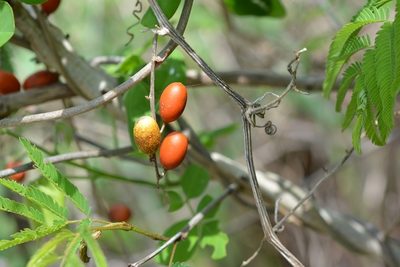 Cayaponia racemosa, photographed by Neptalí Ramírez Marcial