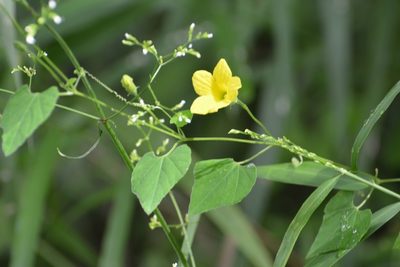 Schizocarpum longisepalum, photographed by Neptalí Ramírez Marcial