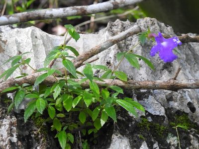 Achimenes cettoana, photographed by Neptalí Ramírez Marcial