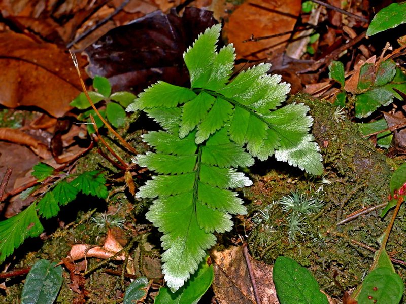 Lindsaea javanensis, photographed by Jacy Chen