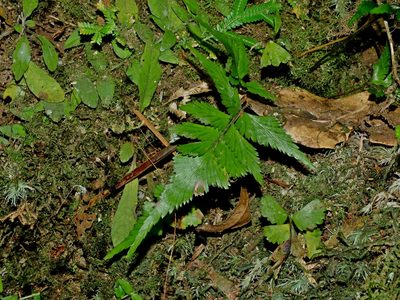Lindsaea javanensis, photographed by Jacy Chen