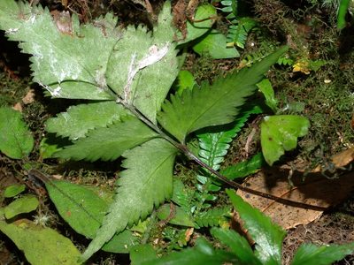 Lindsaea javanensis, photographed by Jacy Chen