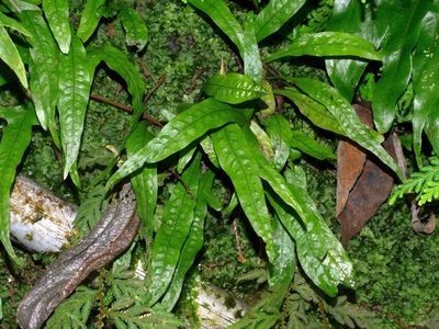 Leptochilus pteropus, photographed by Jacy Chen